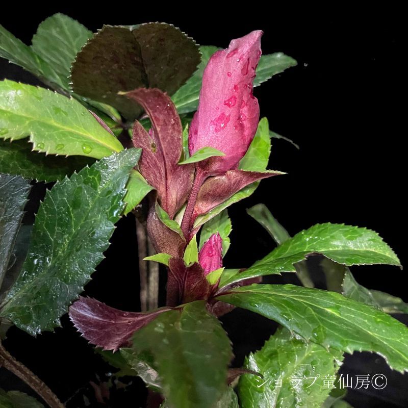 クリスマスローズ,童仙房ナーセリー＆ガーデンのクリスマスローズ,氷の