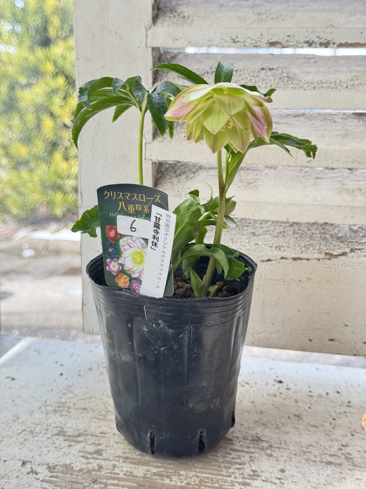 まい様ご購入品 クリスマスローズ 広瀬園芸 写楽 計2点 現品 匿名発送