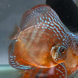 2025年7月3日入荷 DiscusX - ディスカス専門店 アクア＆ペット