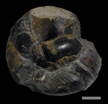 ノストセラス科のアンモナイト