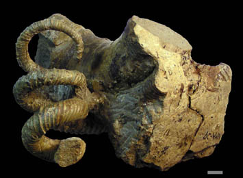 ノストセラス科のアンモナイト