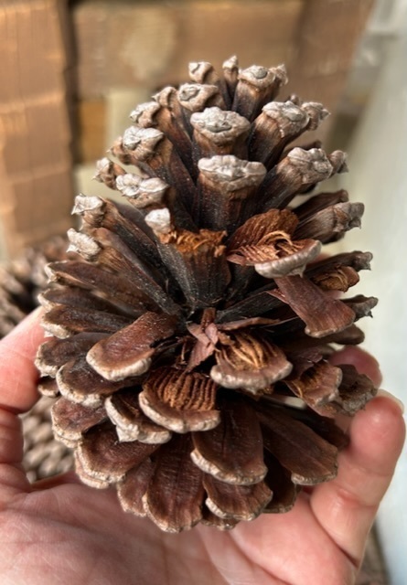 大王松ぼっくりのツリー(👩🏼‍🦱と👨🏽‍🦱編) | CAINZ DIY Square