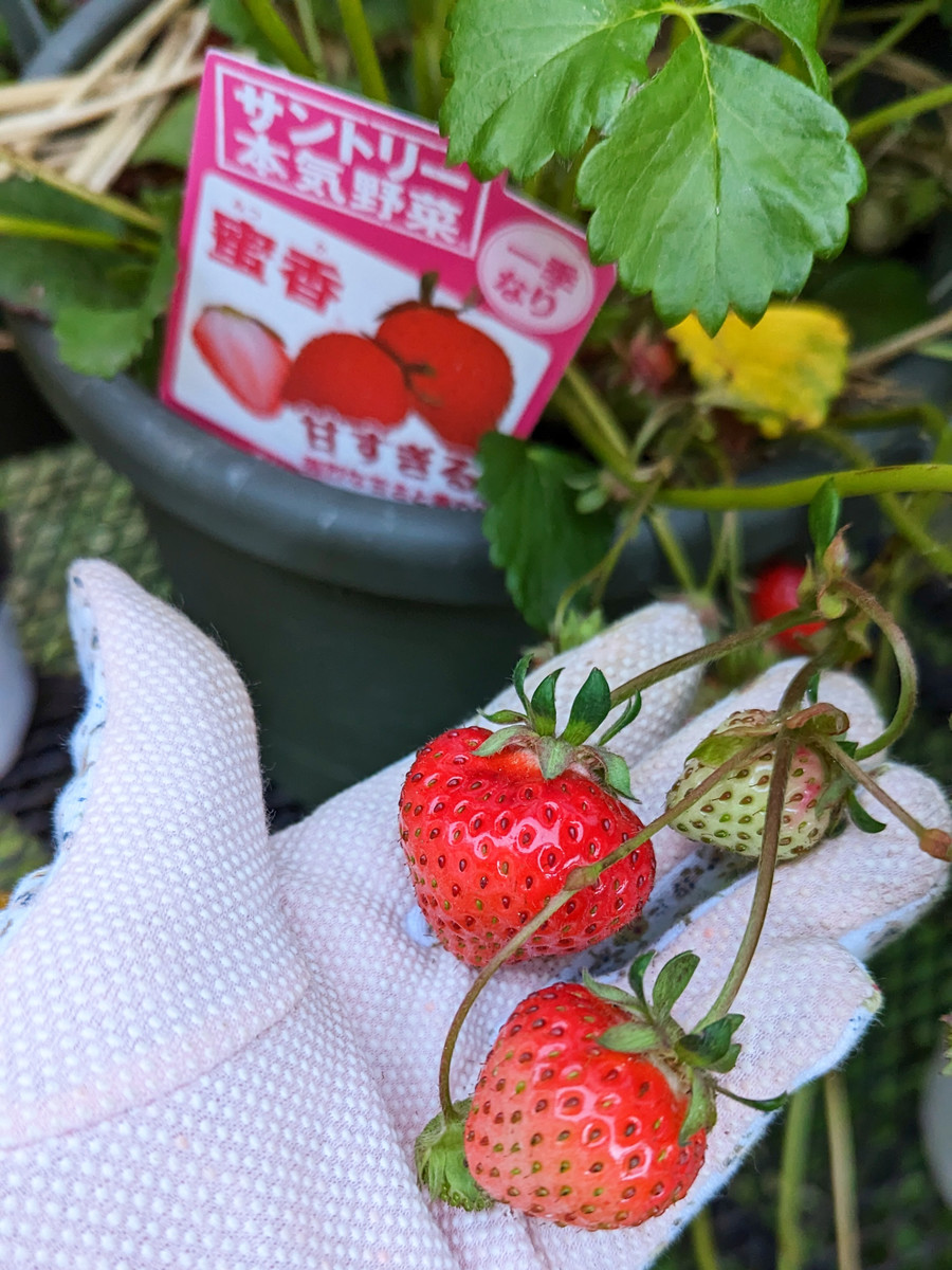 蜜香🍓初収穫 | SUNSUNガーデン