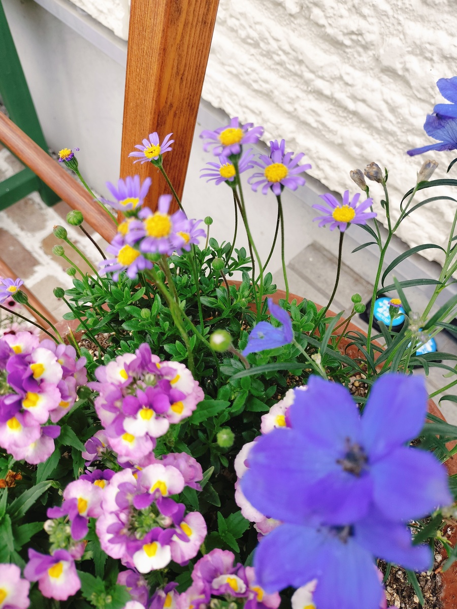 GWS ペチュニアの寄せ植え | CAINZ DIY Square