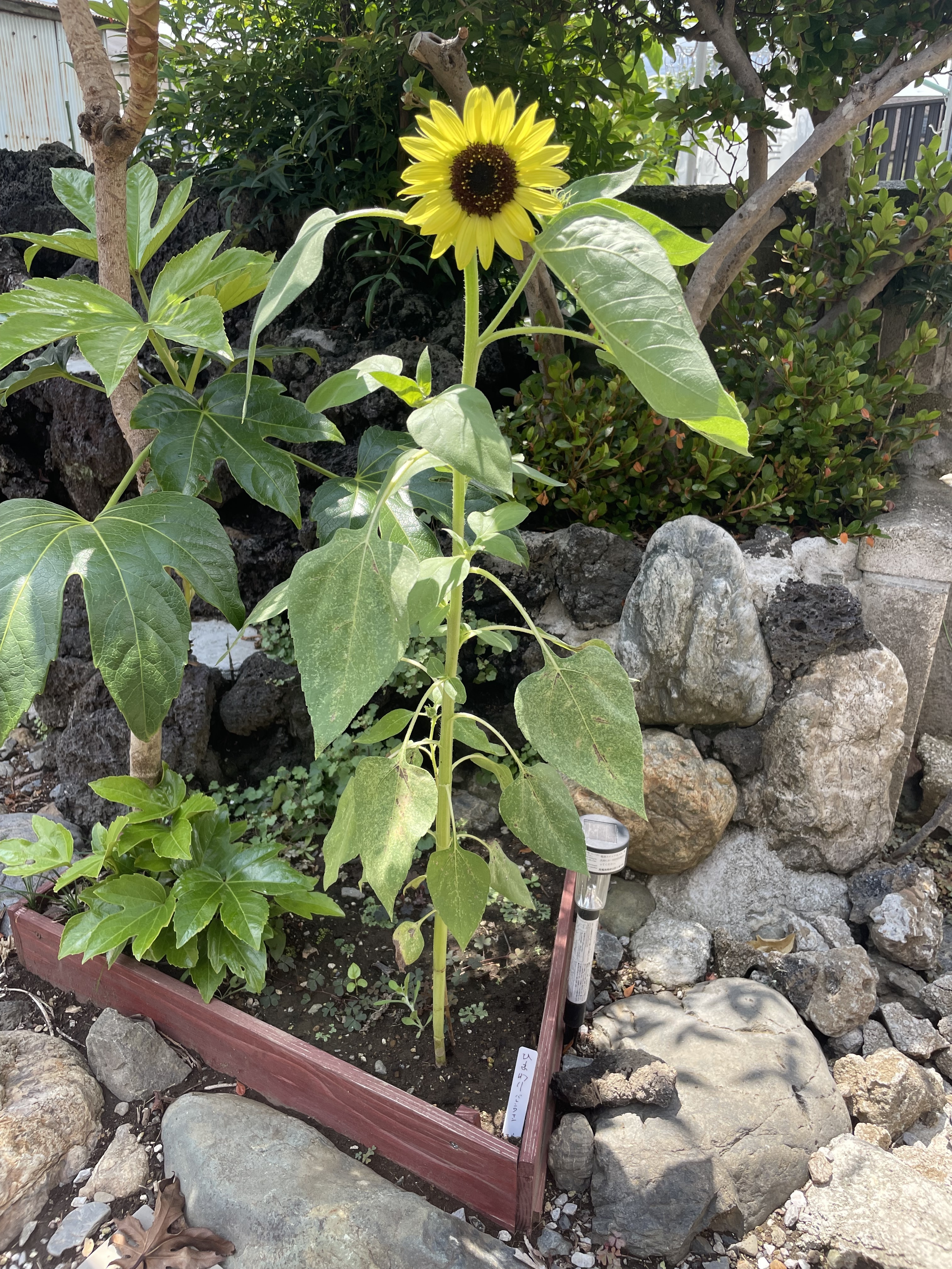 ひまわり(バレンタイン)5号咲く | CAINZ DIY Square