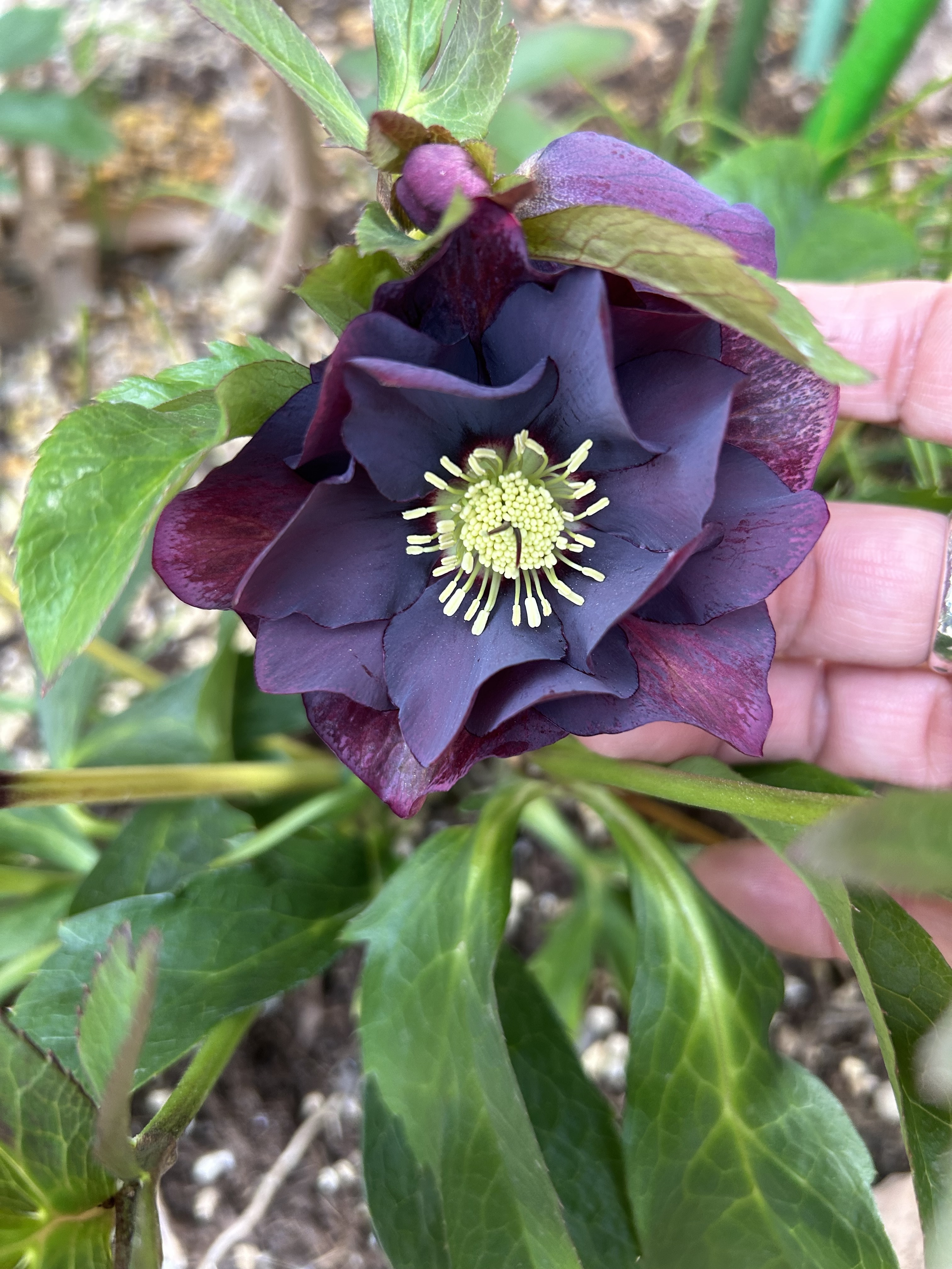 クリスマスローズダブル | CAINZ DIY Square