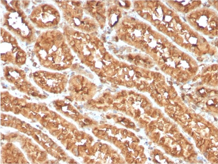 Anti-CD134 / OX40L receptor antibody [OX40/3108] (ab270727) | Abcam
