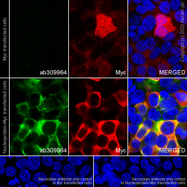 Alexa Fluor® 647 conjugated Anti-Myc tag antibody [9E10] (ab223895
