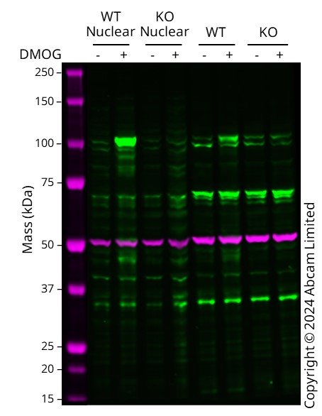 Anti-HIF-1 alpha antibody [EP1215Y] - recombinant (ab51608) | Abcam