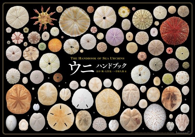 Arbacia nigra(Tetrapygus nigra) ウニ殻 Arbacia nigra(Tetrapygus