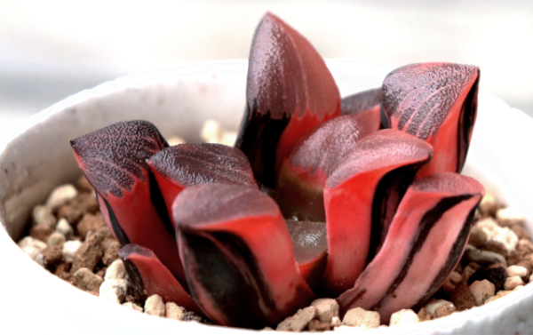 ハオルチアの紅葉／斑入りの魅力：ベイエリ―〔コレクタ〕錦とタイガー