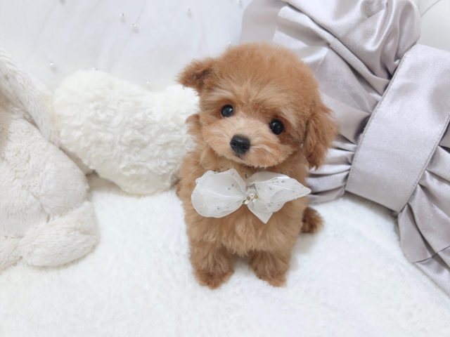 アプリコット - トイプードル・ティーカッププードルのブリーダー