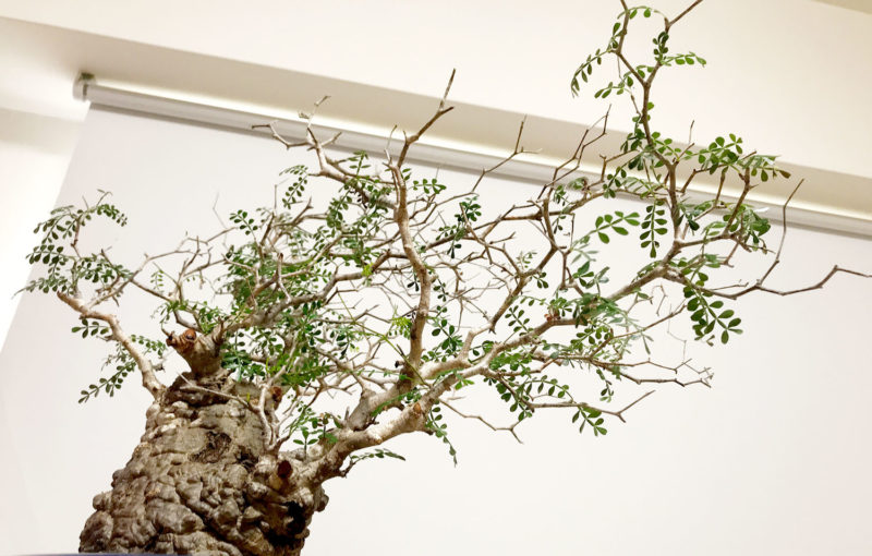 180日目】オペルクリカリア・パキプス現地株の発根管理