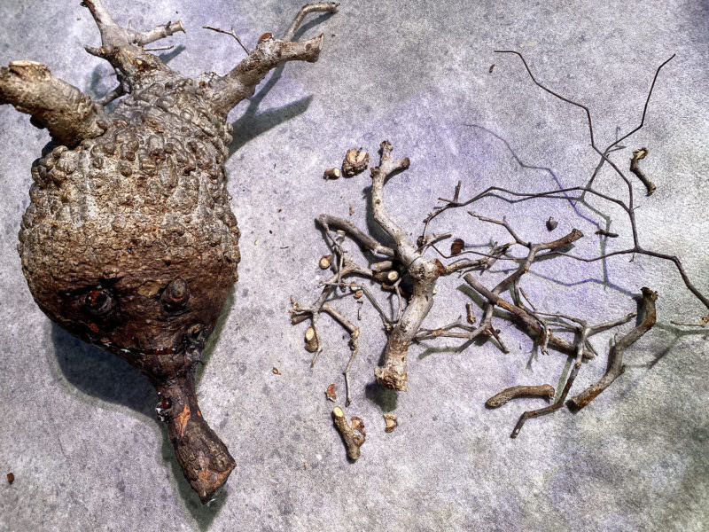 vol.4】オペルクリカリア・パキプス現地株の発根管理｜下処理 編