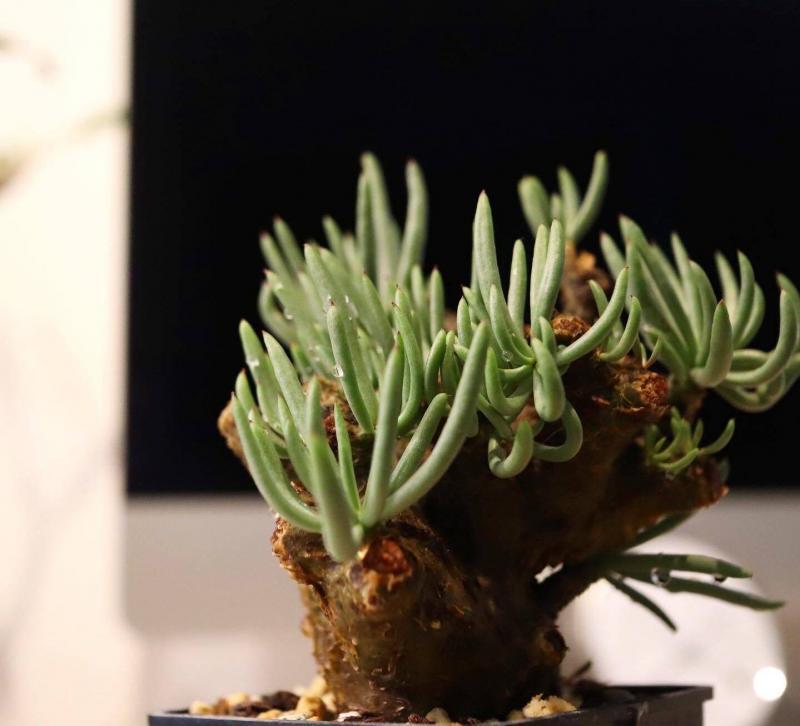 75日目】チレコドン・ペアルソニー Tylecodon pearsonii 現地株の発根管理