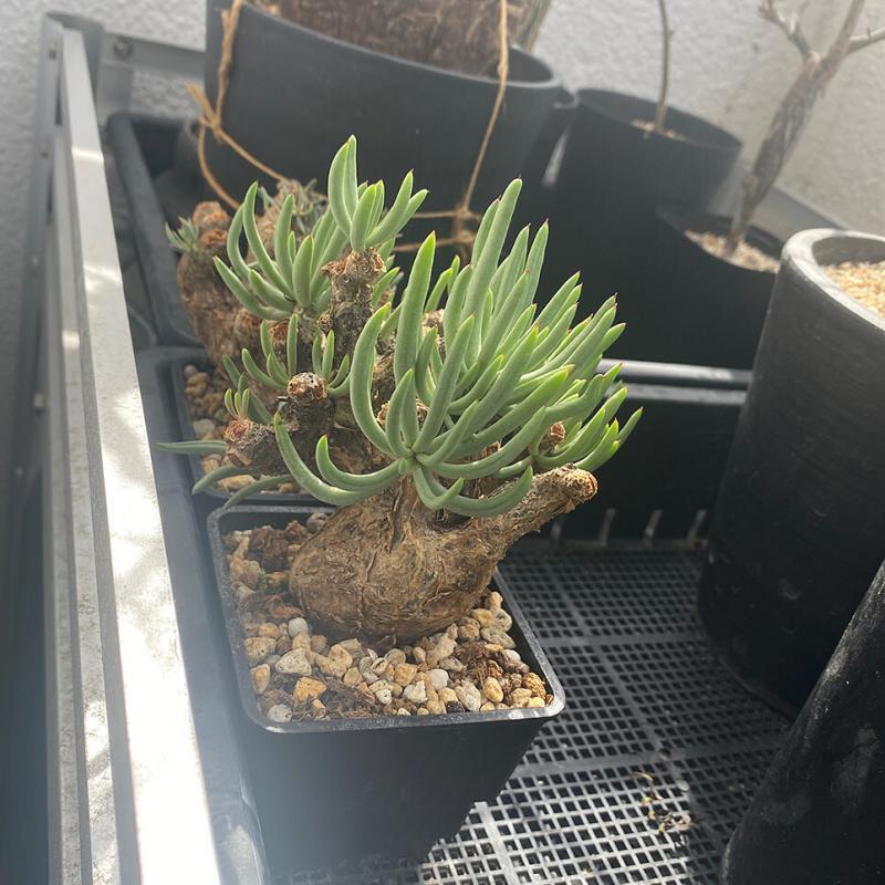 75日目】チレコドン・ペアルソニー Tylecodon pearsonii 現地株の発根管理