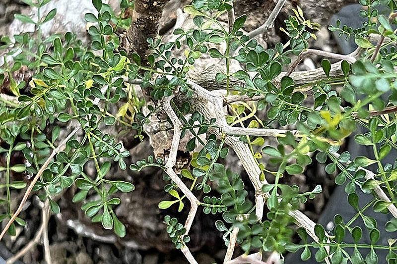 450日目／vol.4】オペルクリカリア・パキプス現地株の発根管理｜植え替え編