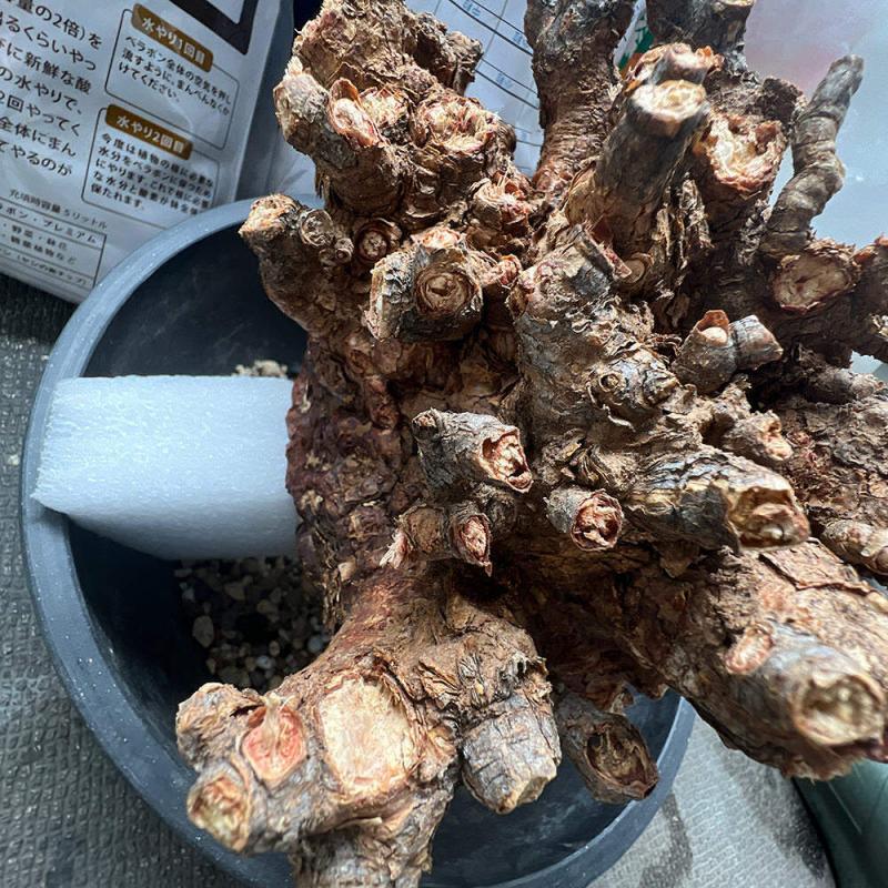 10日目】大株のケラリア・ピグマエア Ceraria pygmaea 発根管理日記