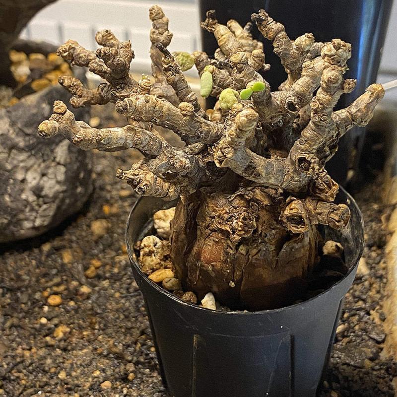 ケラリア・ピグマエア Ceraria pygmaea 現地株の発根管理に関する覚書