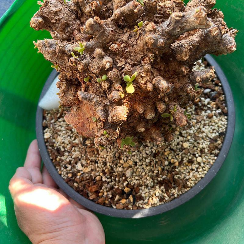 40日目】大株のケラリア・ピグマエア Ceraria pygmaea 発根管理日記