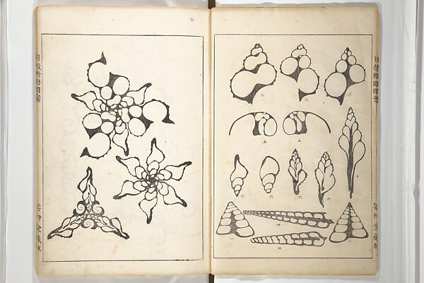 Yoichirō Hirase 平瀬 與一郎 - Shell Motifs (Kaigara dammen zuan