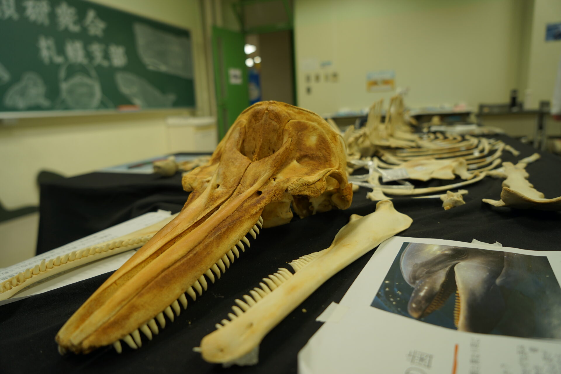 北大祭2024 海棲哺乳類の世界をのぞいてみませんか？ – いいね！Hokudai