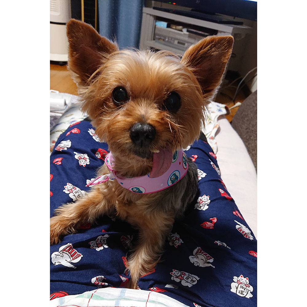250307 ココちゃん ヨークシャテリア - 【公式】ぬいぐるみのオーダー