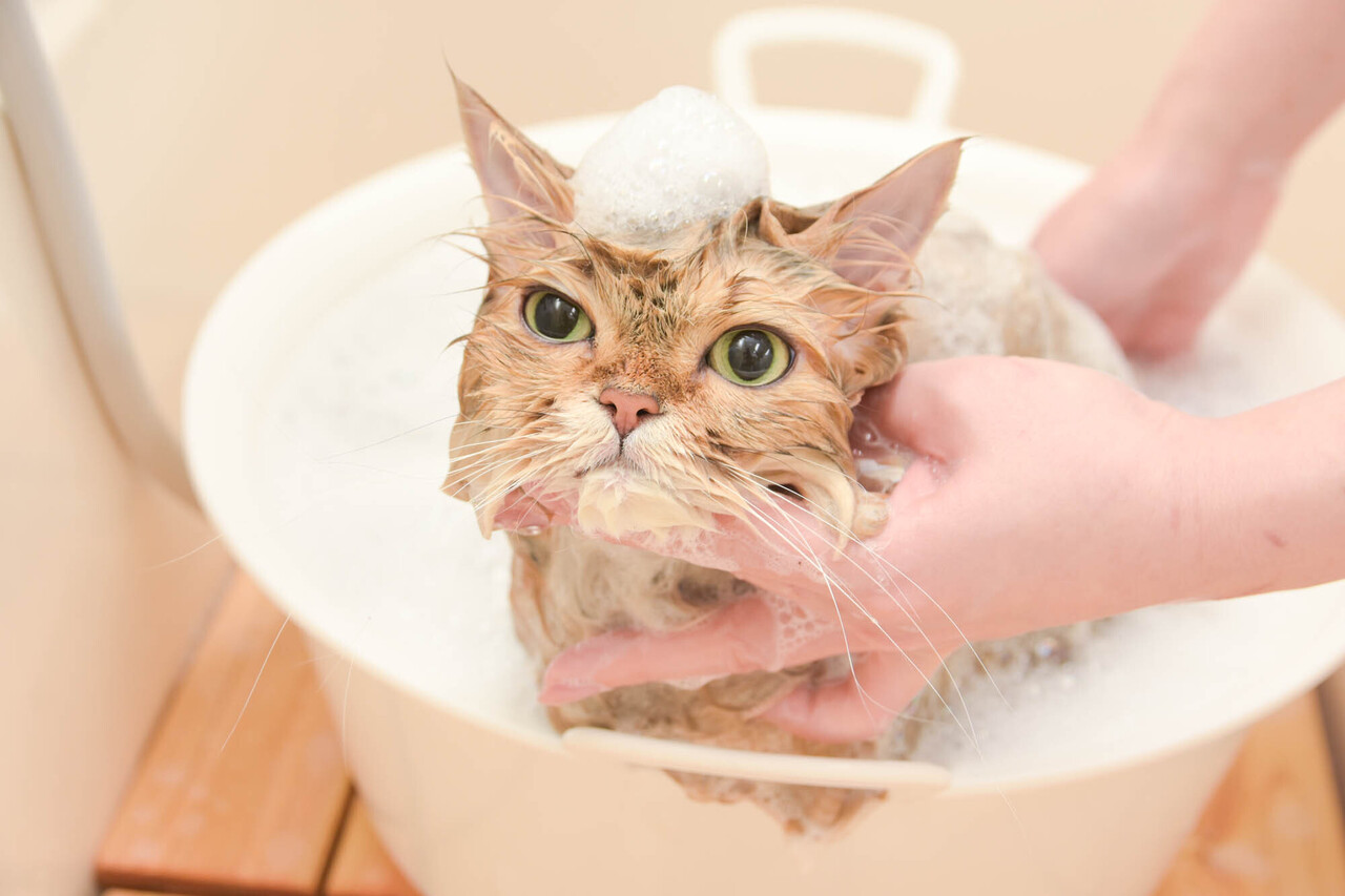 p1280x1280_ad9f8d5b-5752-4770-