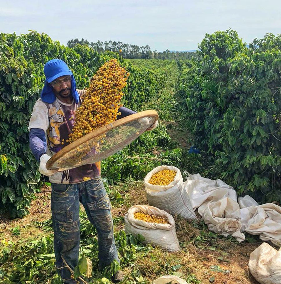 BRAZIL NY2 17/18 FINE CUP FLORADA