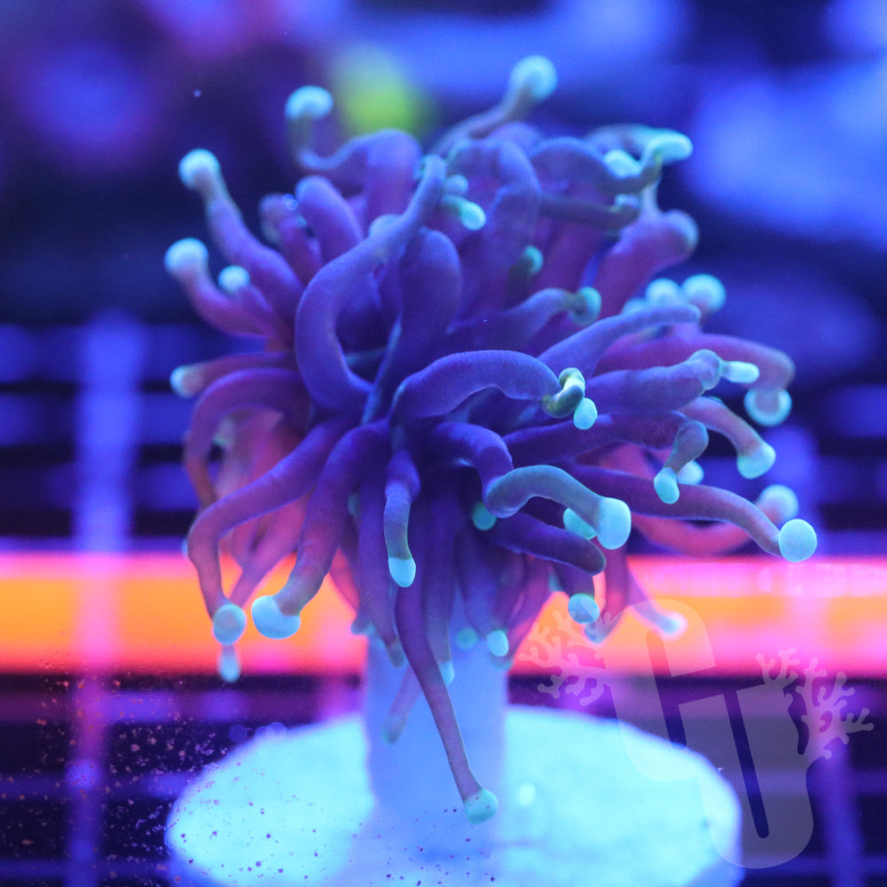 Hellfire Torch Coral | 1 Head — Corals Unlimited