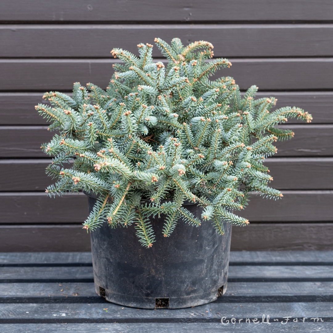 Abies pinsapo Horstmann's 6gal Dwarf Spanish Fir – Cornell Farm