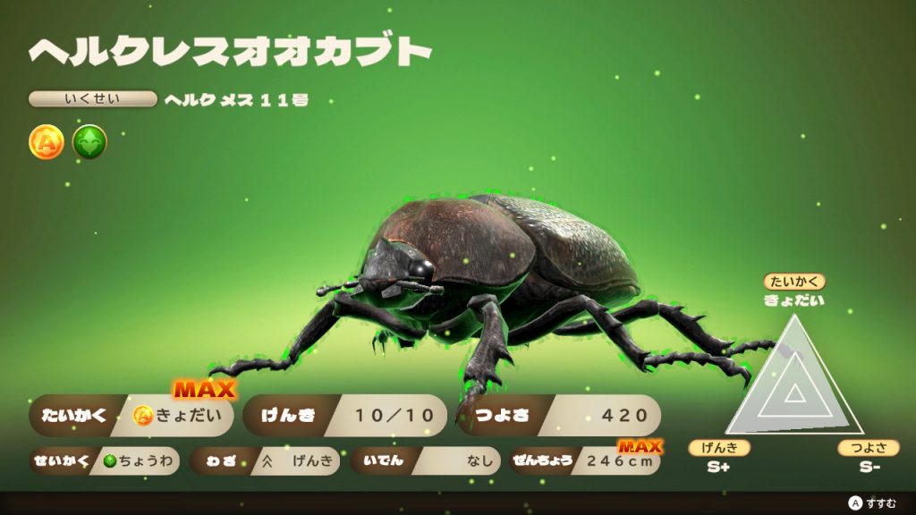 カブトクワガタ日記】第46回 コンテスト用ヘルクレスオオカブト、完成