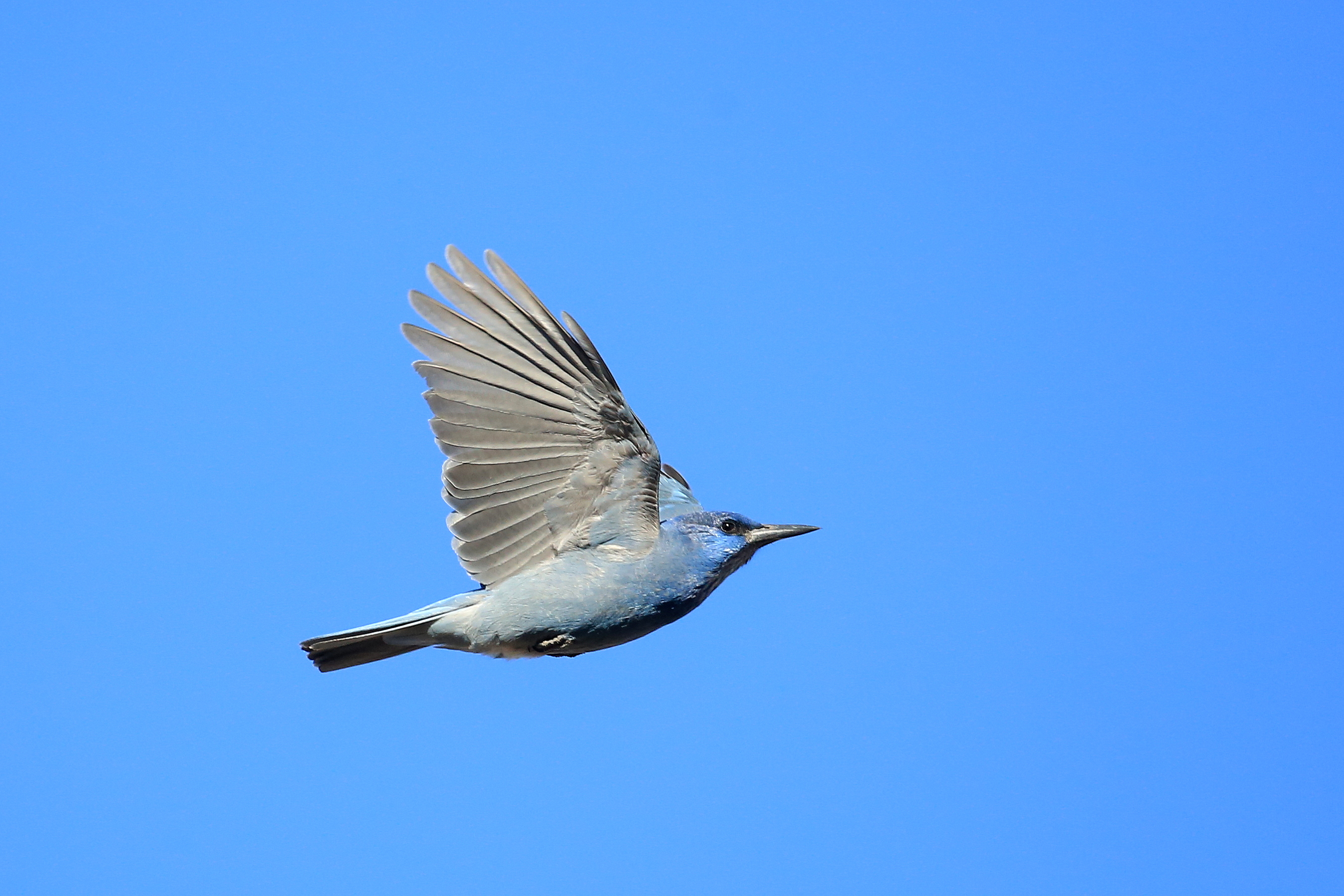 In #NewMexico, Unraveling the Plight of the Pinyon Jay — Undark