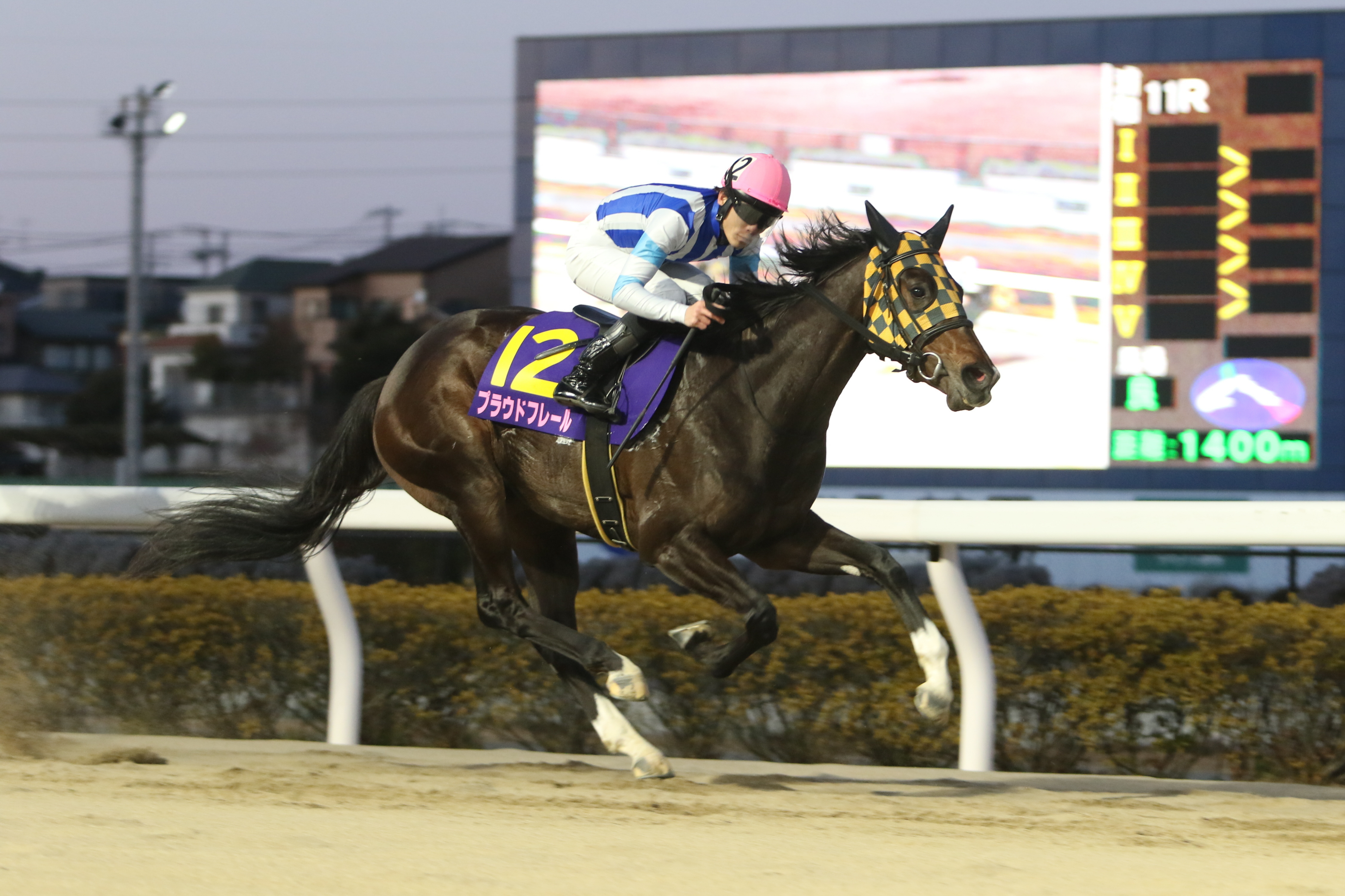 2016年桜花賞優勝馬 ジュエラー号のパネル 2016年桜花賞優勝馬