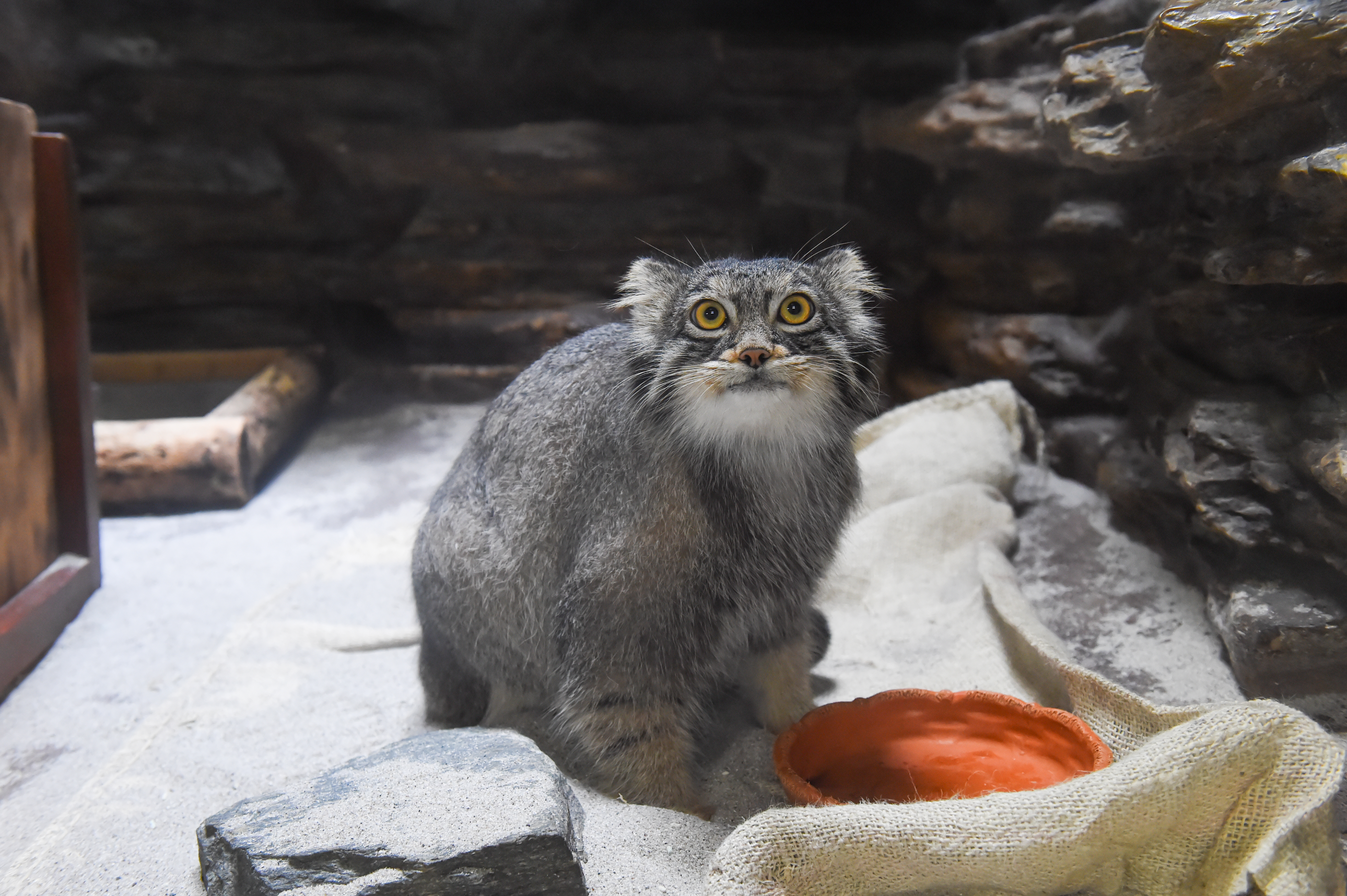 まるまる×もふもふな「世界最古」マヌルネコに注目の予感 上野から横浜