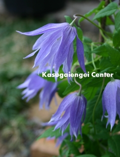 八重咲きクレマチス（アトラゲネ系）【マクロペタラ ウェッセルトン