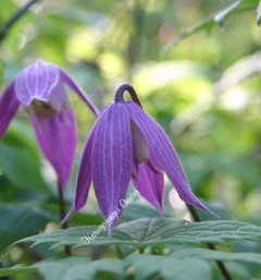 八重咲きクレマチス（アトラゲネ系）【マクロペタラ ウェッセルトン