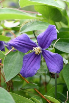 木立ち性クレマチス（インテグリフォリア系）【デュランディ】 商品詳細