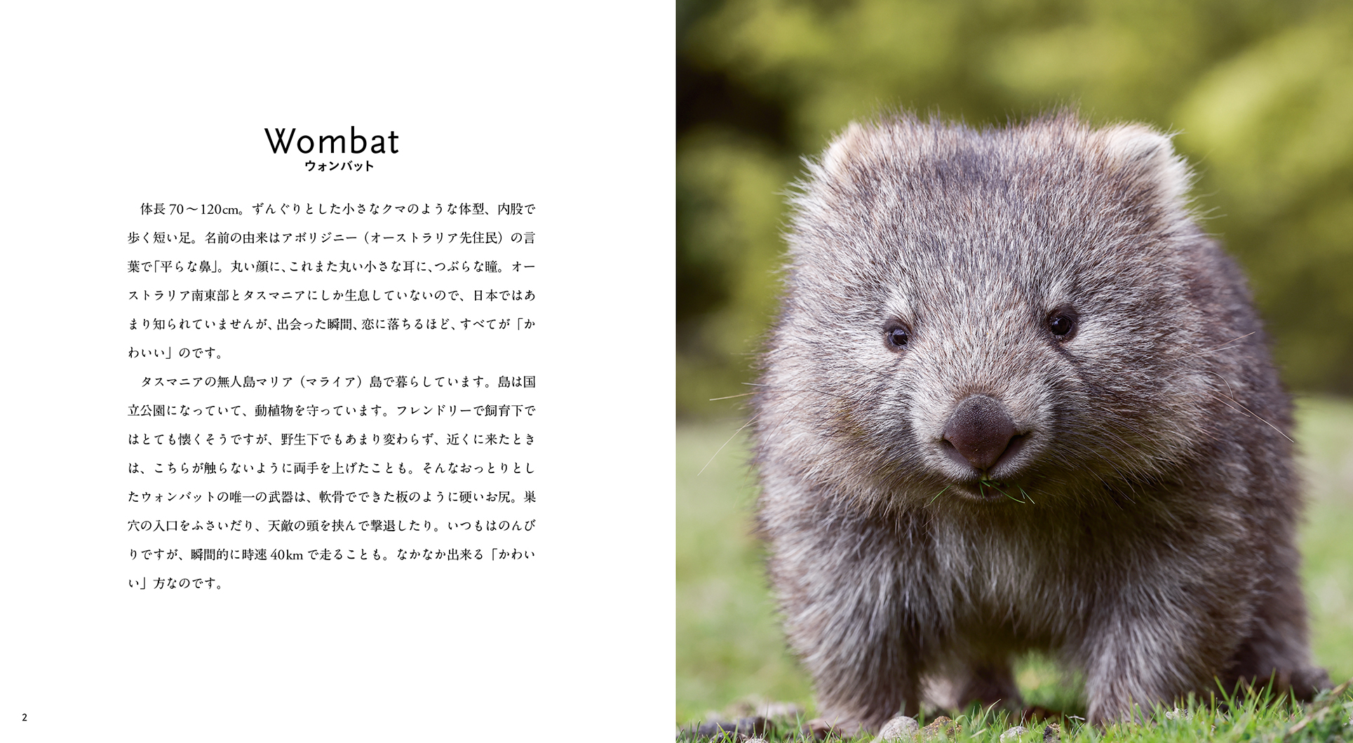 IWAGO'S BOOK⑩『Kawaii ウォンバット クオッカ コアラ』 | 株式会社