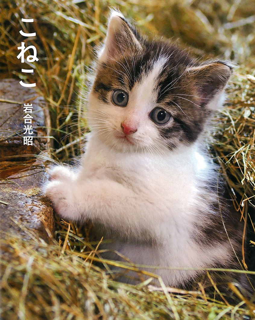 写真集『こねこ』 | 株式会社クレヴィス
