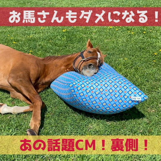 馬もダメになる！】ヨギボーCMに名馬登場「アドマイヤジャパン篇