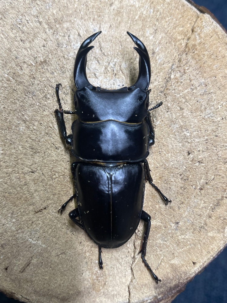 f*t様 オオクワガタ 山梨県樹液採集個体♂15頭♀2頭 ドイツ箱入り f*t