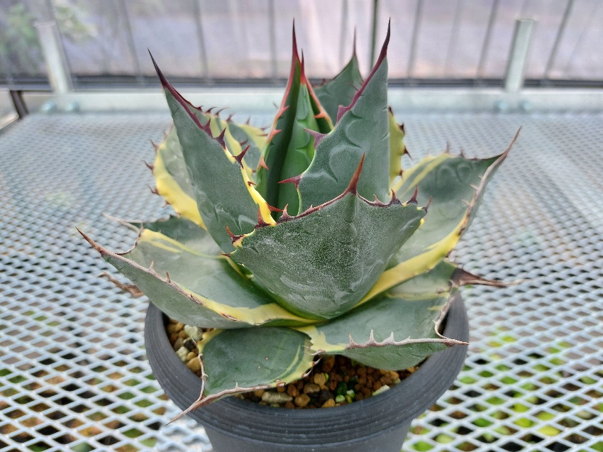 アガベ - 山本庭樹園 (出水市の植木屋) ブログ