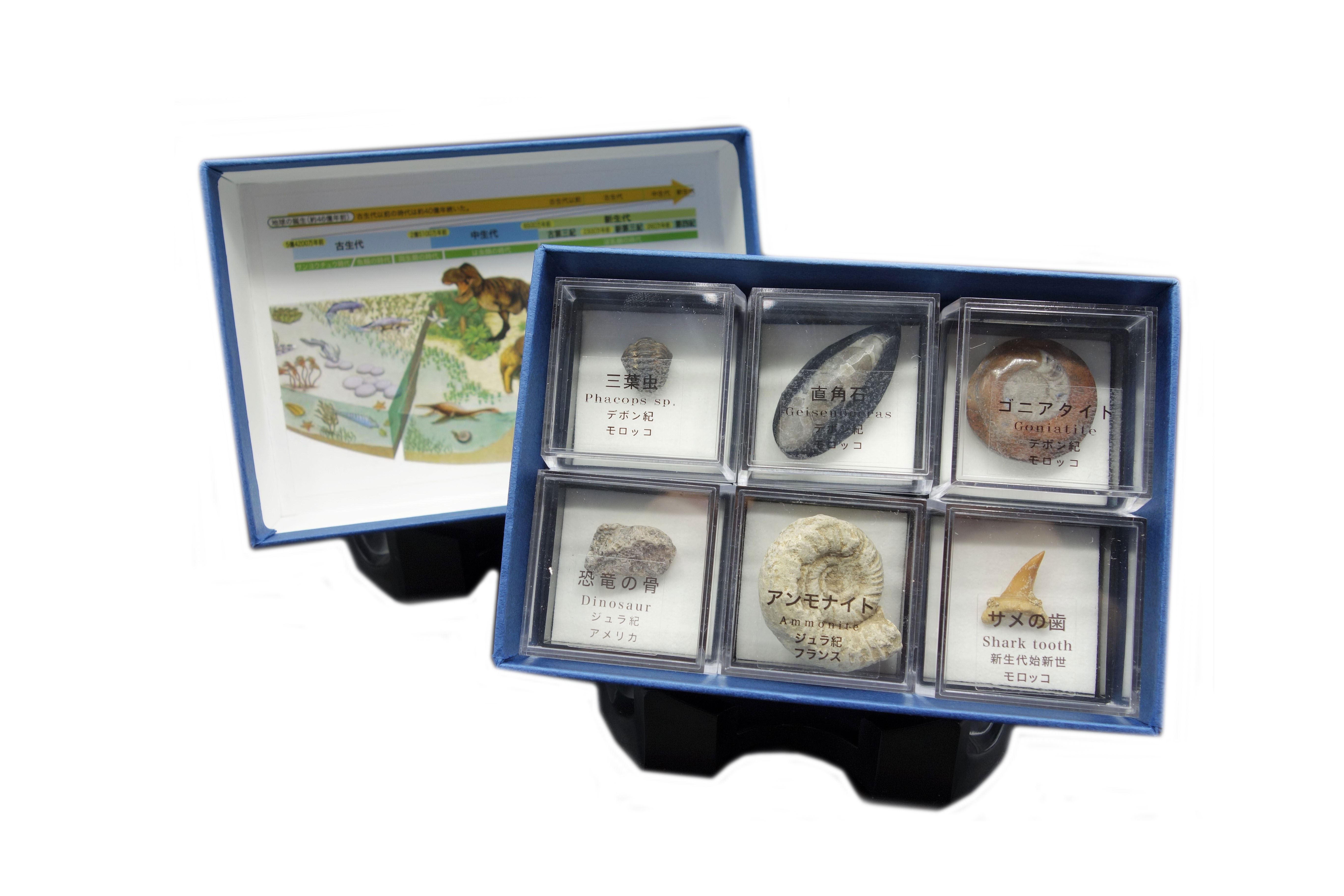 大江理工社 ブック型標本セット 示準化石セット6種 - クリスタルポケット