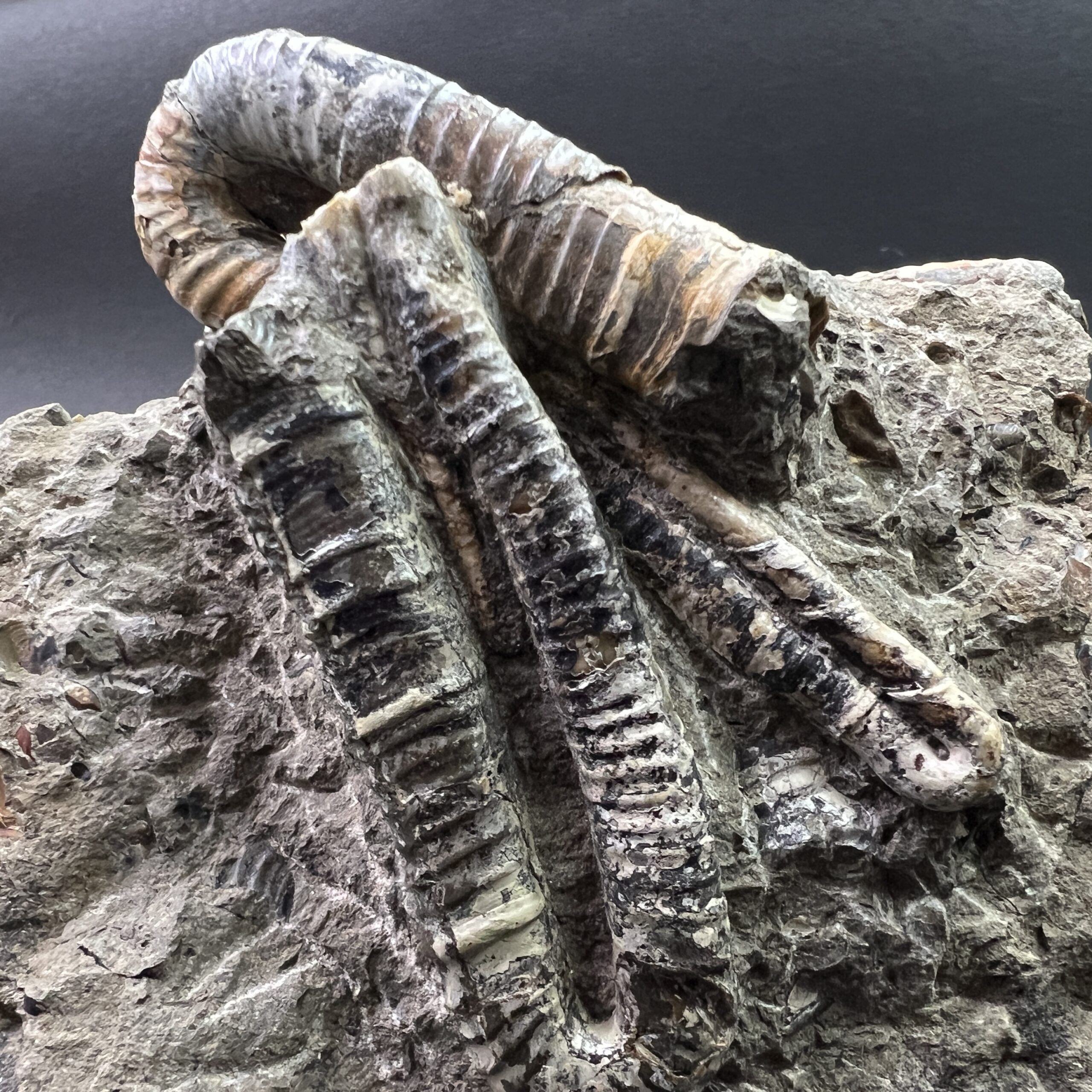 異常巻】ポリプチコセラス / 北海道のアンモナイト | クリスタル