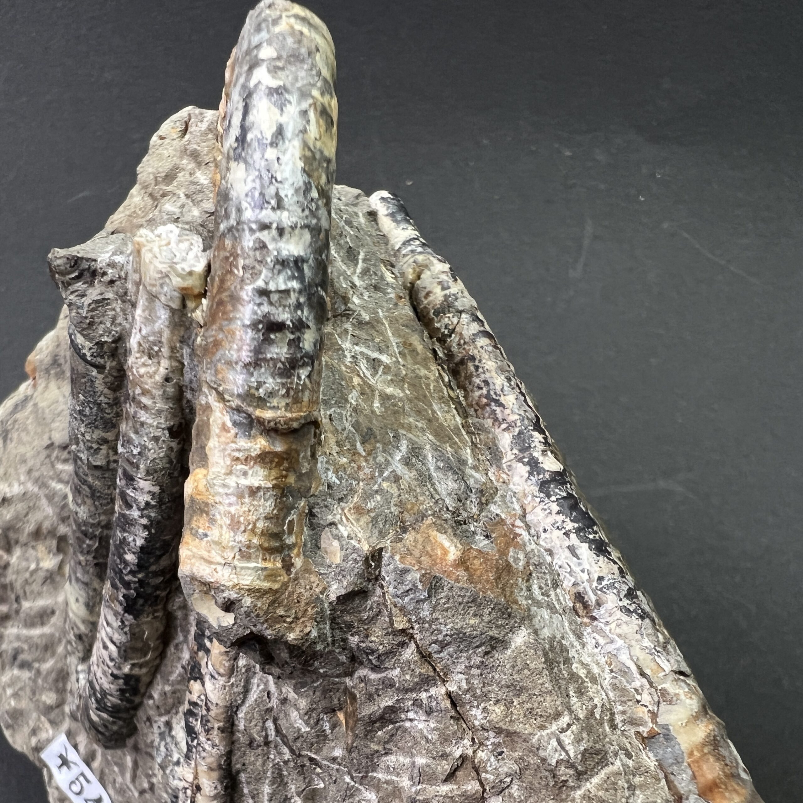 異常巻】ポリプチコセラス / 北海道のアンモナイト | クリスタル