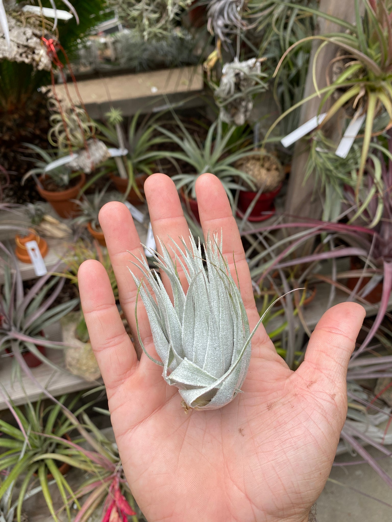 Tillandsia roseiflora x Tillandsia chapeuensis – Cuffel Farms