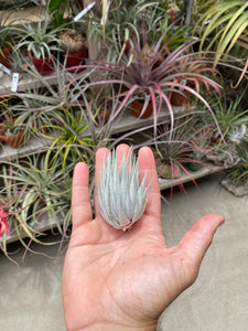 Tillandsia roseiflora x Tillandsia chapeuensis – Cuffel Farms