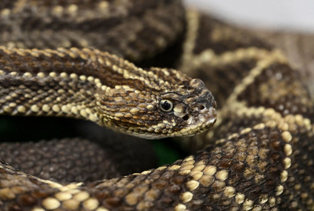 venezuela-health-animal-snakes