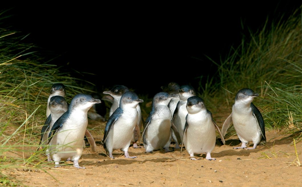 朝はゆっくり午後発☆フィリップ島でかわいいペンギンパレードを見学